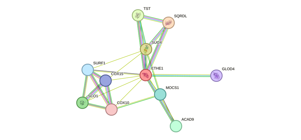 STRING protein interaction network