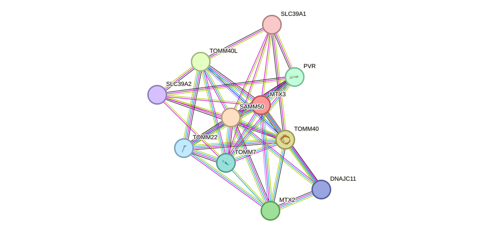 STRING protein interaction network