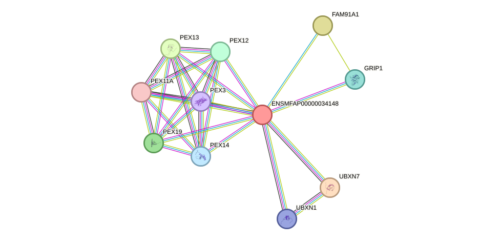 STRING protein interaction network