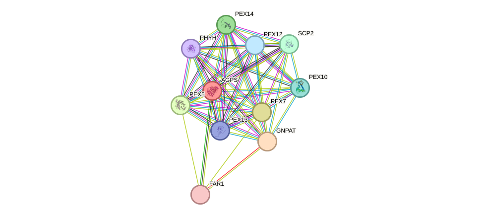 STRING protein interaction network