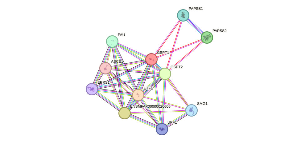 STRING protein interaction network