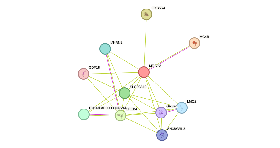 STRING protein interaction network