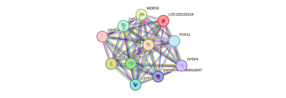 STRING protein interaction network