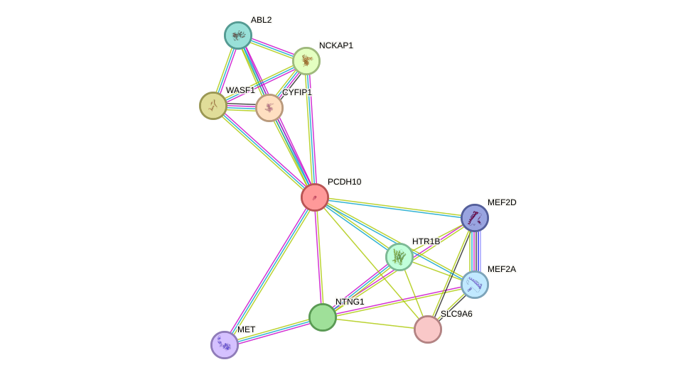 STRING protein interaction network