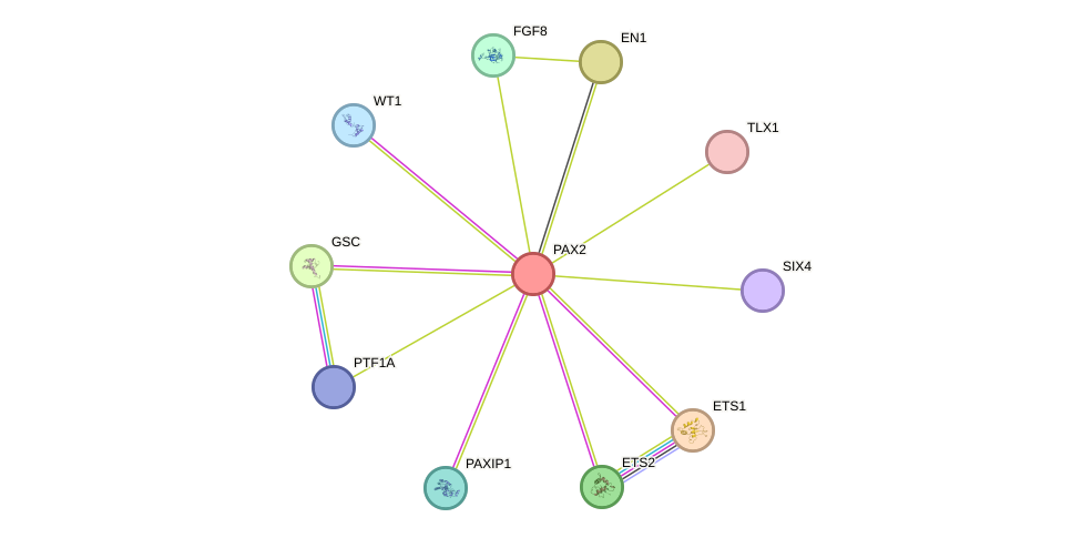 STRING protein interaction network