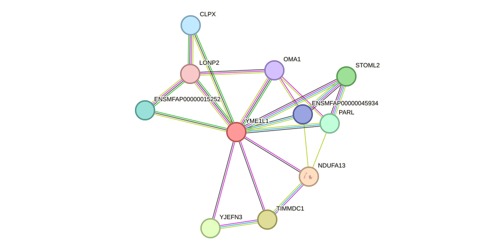 STRING protein interaction network