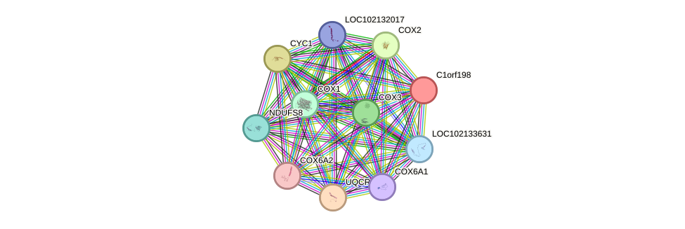 STRING protein interaction network