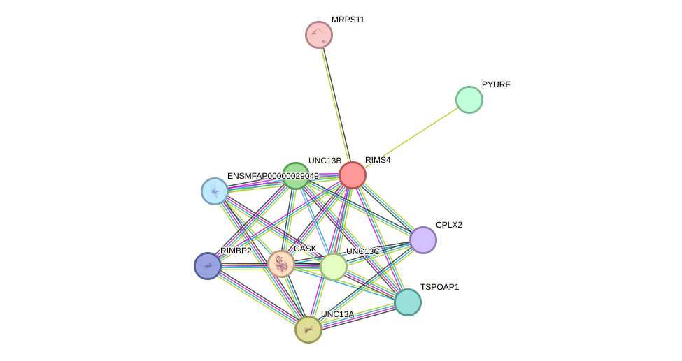 STRING protein interaction network