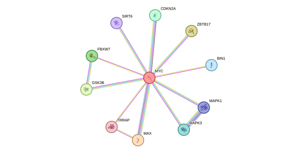 STRING protein interaction network