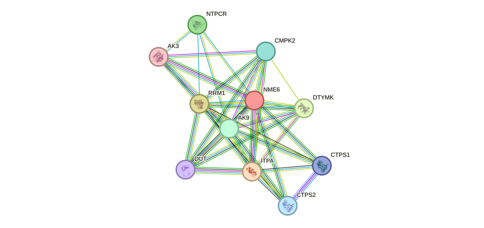 STRING protein interaction network