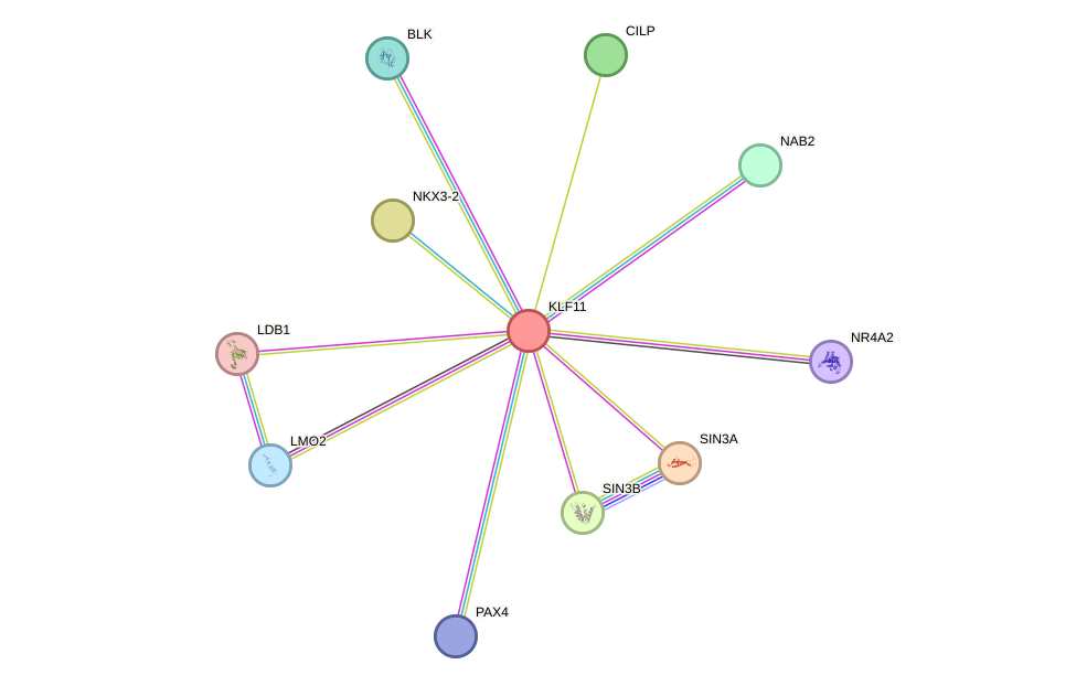 STRING protein interaction network