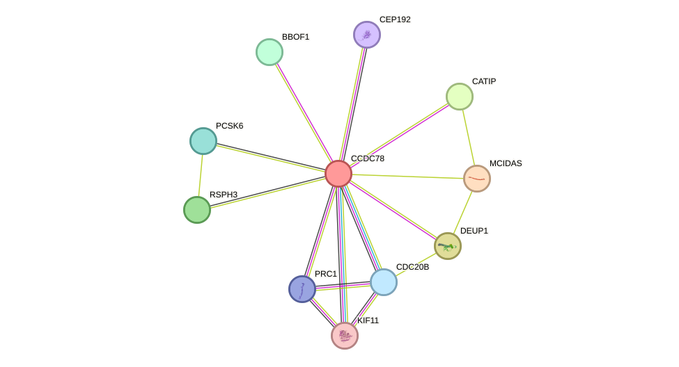 STRING protein interaction network