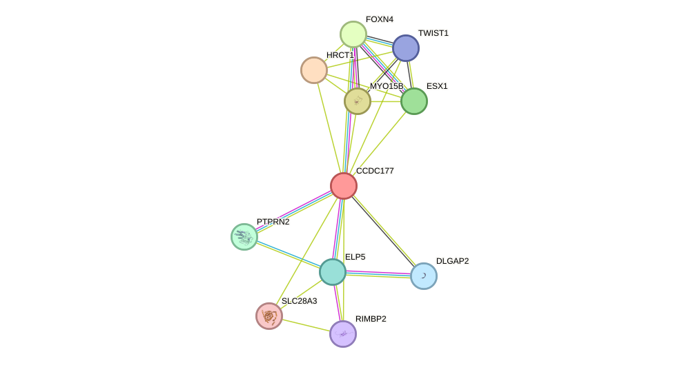 STRING protein interaction network