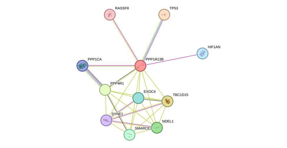 STRING protein interaction network