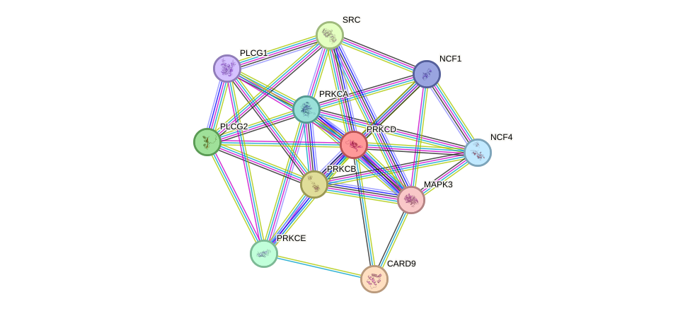 STRING protein interaction network