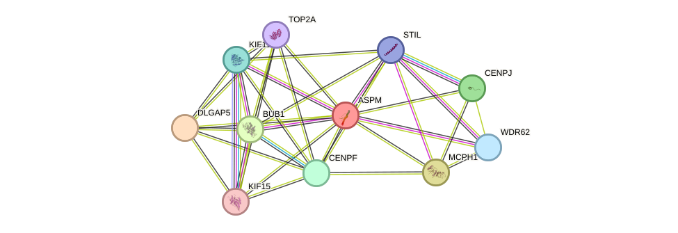 STRING protein interaction network