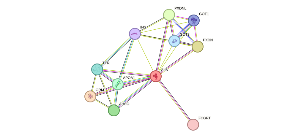 STRING protein interaction network