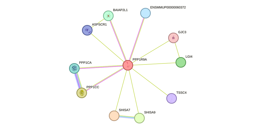 STRING protein interaction network