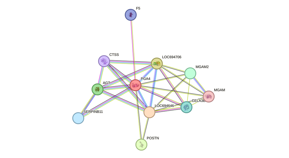 STRING protein interaction network