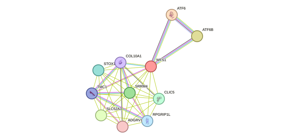 STRING protein interaction network
