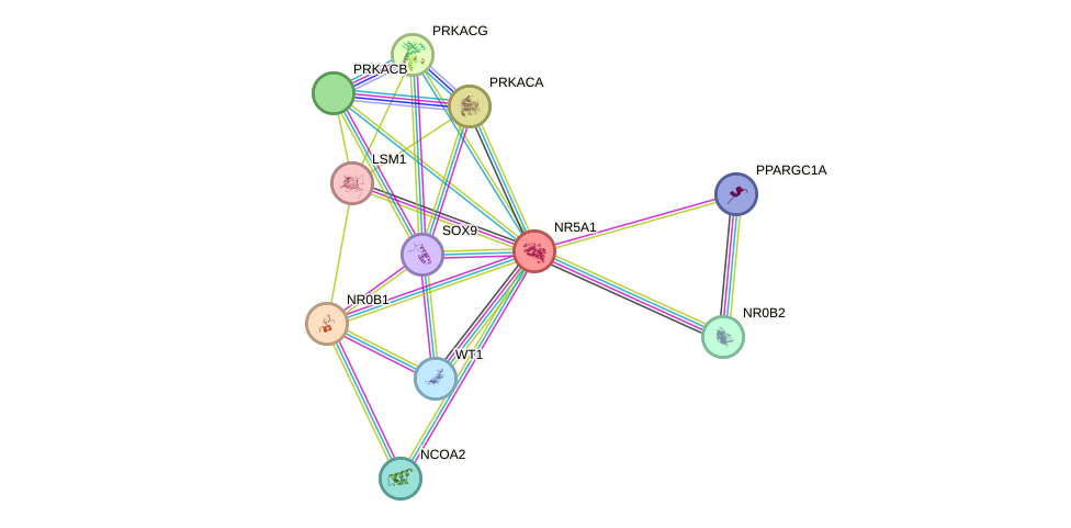 STRING protein interaction network