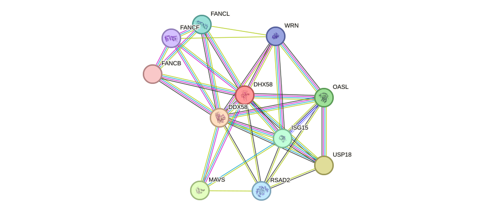 STRING protein interaction network