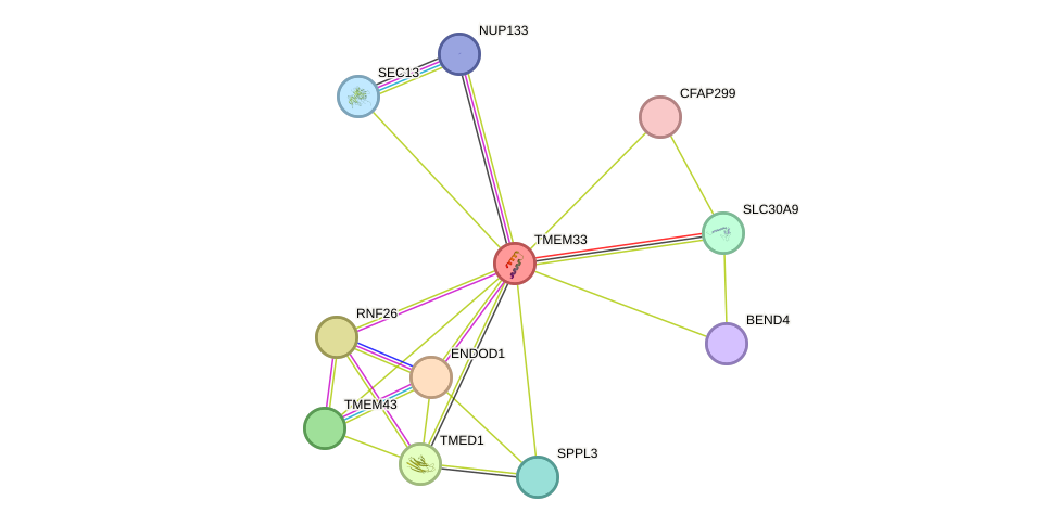 STRING protein interaction network