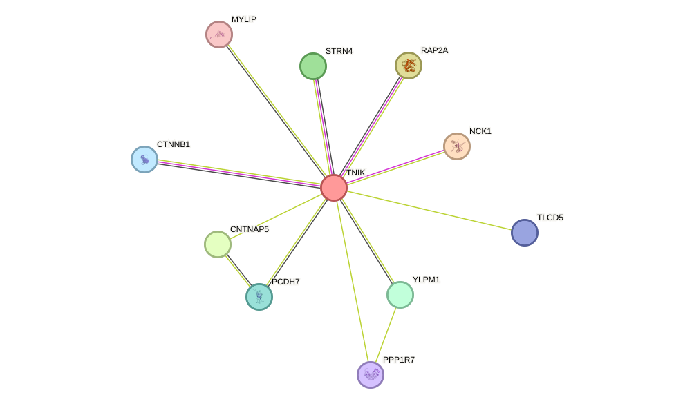 STRING protein interaction network