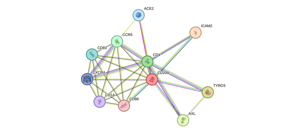 STRING protein interaction network