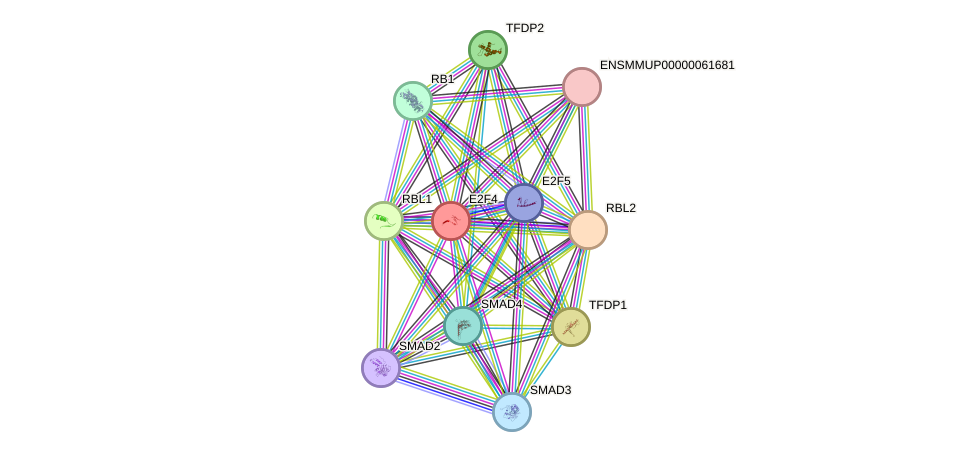 STRING protein interaction network