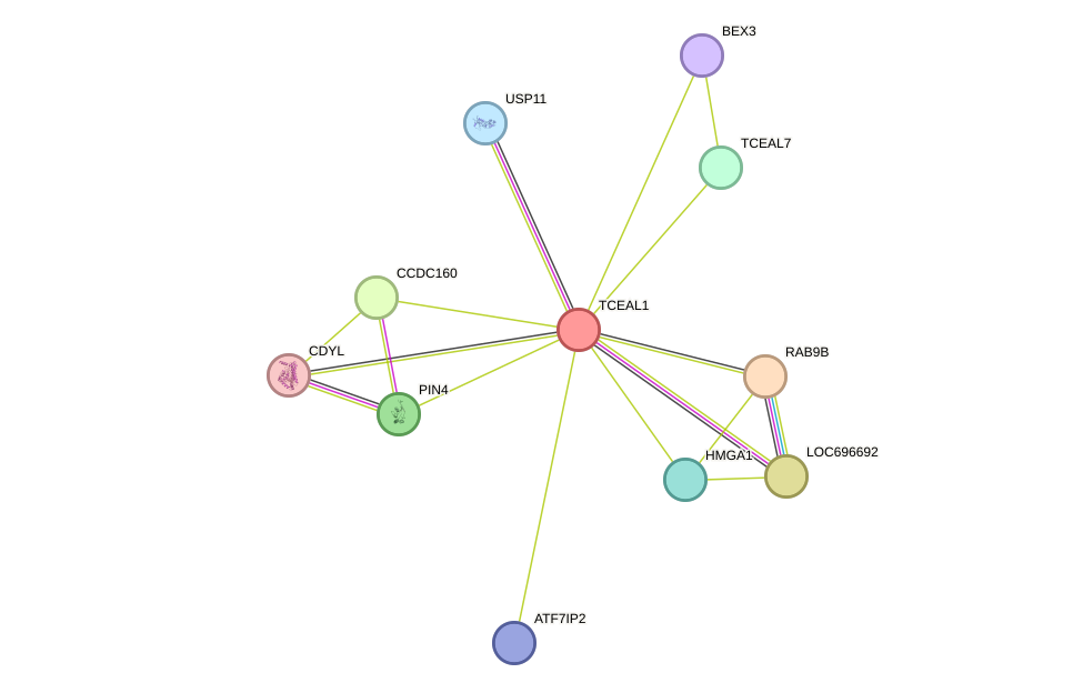 STRING protein interaction network