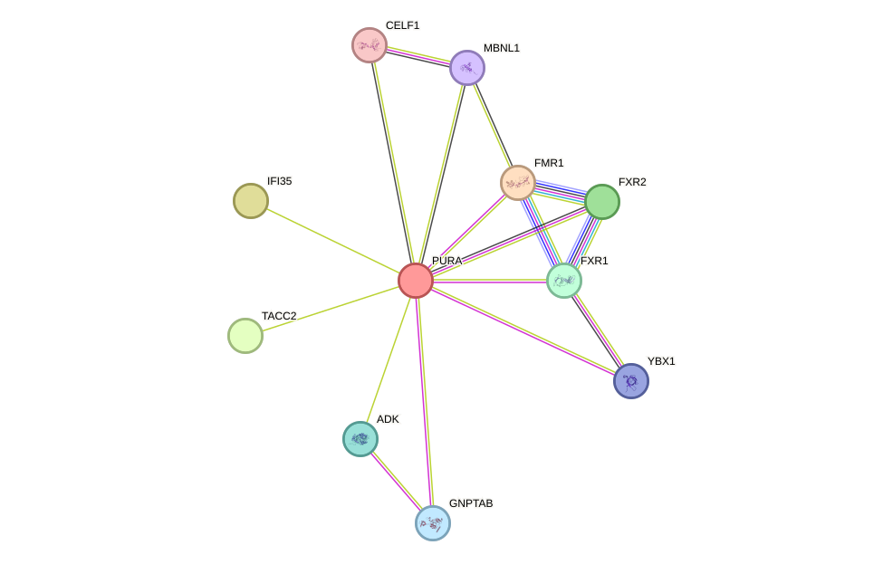 STRING protein interaction network