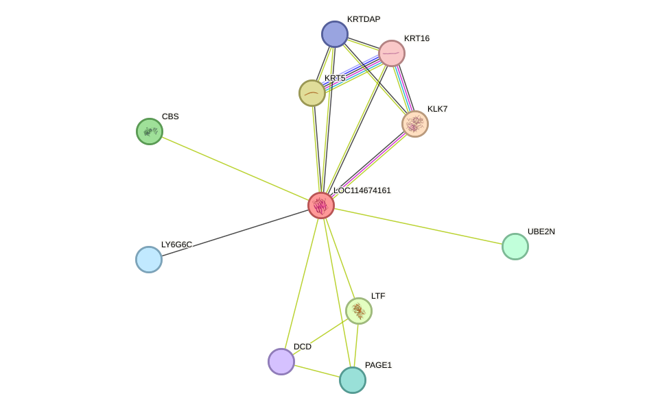 STRING protein interaction network