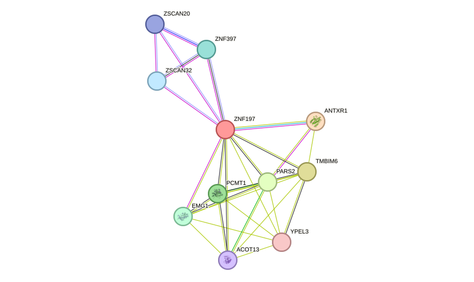 STRING protein interaction network