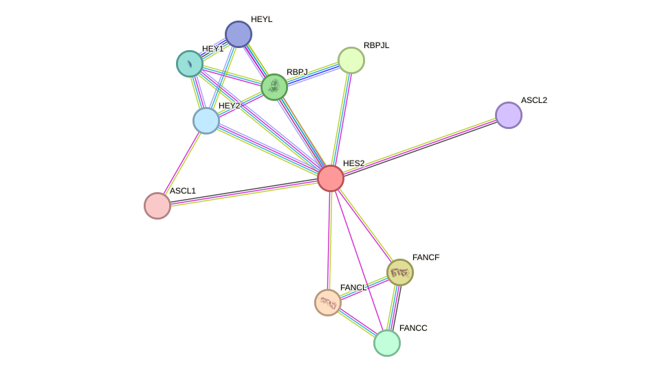 STRING protein interaction network