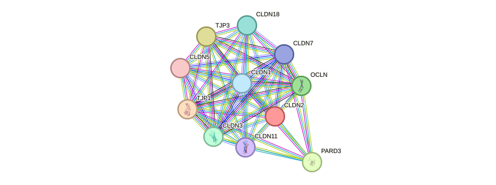 STRING protein interaction network