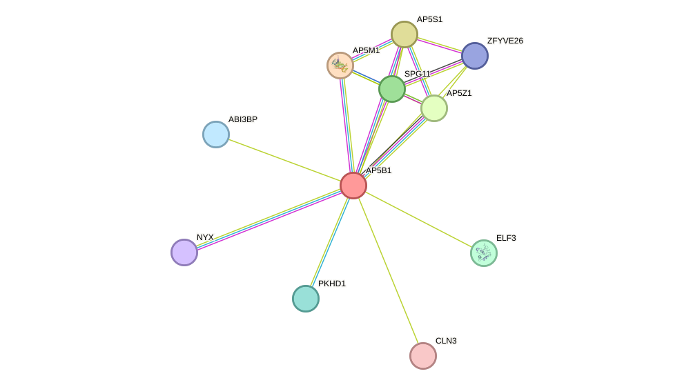 STRING protein interaction network