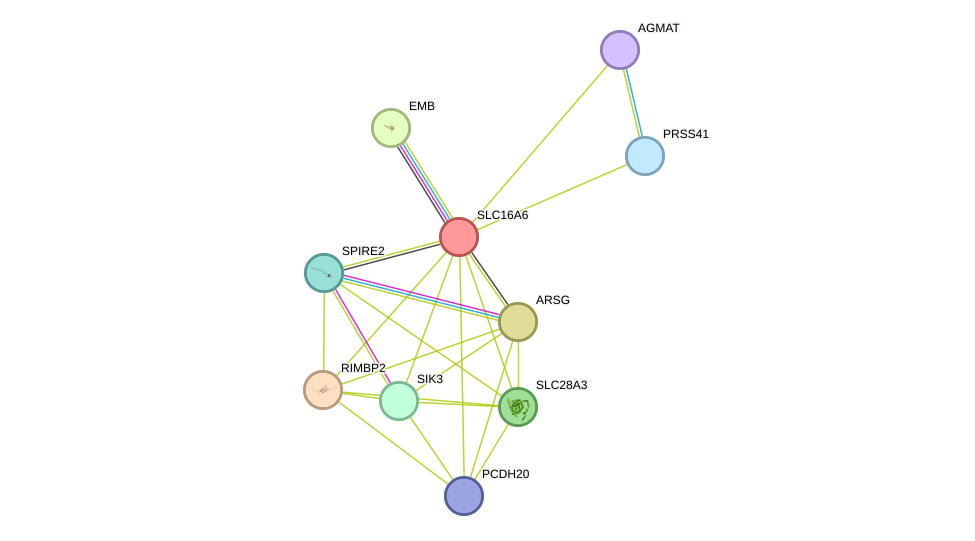 STRING protein interaction network