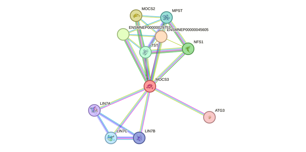 STRING protein interaction network