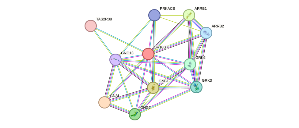 STRING protein interaction network