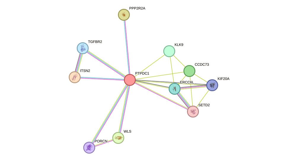 STRING protein interaction network