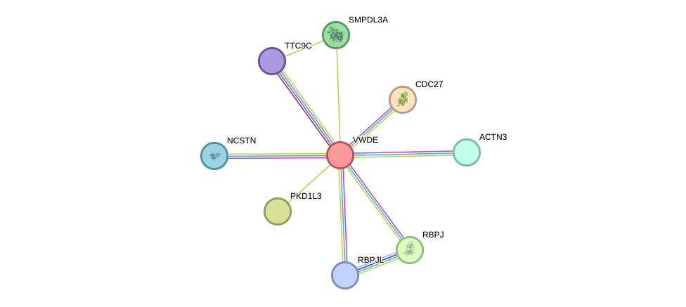 STRING protein interaction network