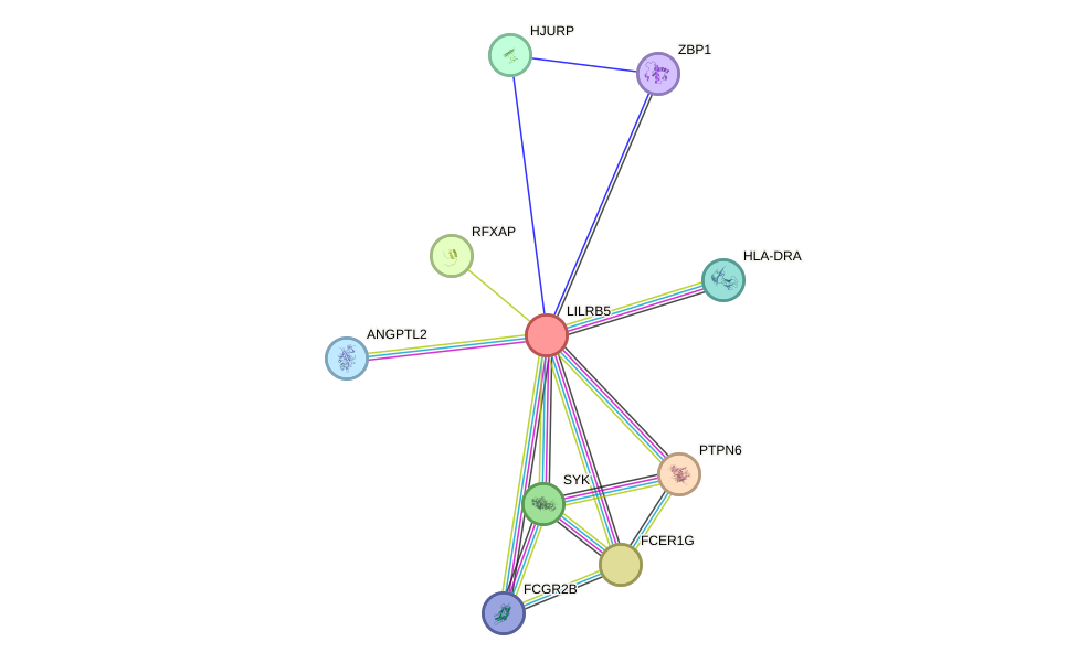 STRING protein interaction network