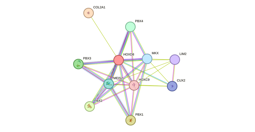 STRING protein interaction network