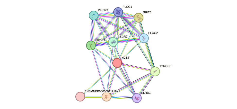 STRING protein interaction network