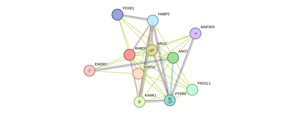 STRING protein interaction network