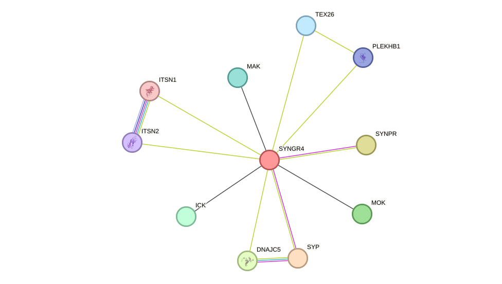 STRING protein interaction network