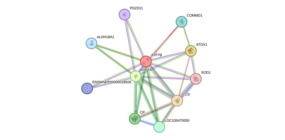 STRING protein interaction network