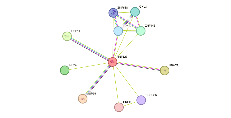 STRING protein interaction network