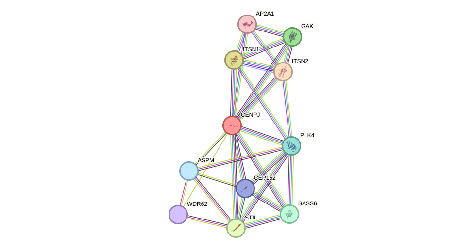 STRING protein interaction network